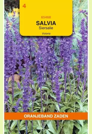 Salvia, Siersalie Victoria donkerblauw Oranjeband - afbeelding 1