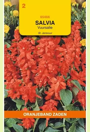 Salvia, Vuursalie St Jansvuur Oranjeband - afbeelding 1