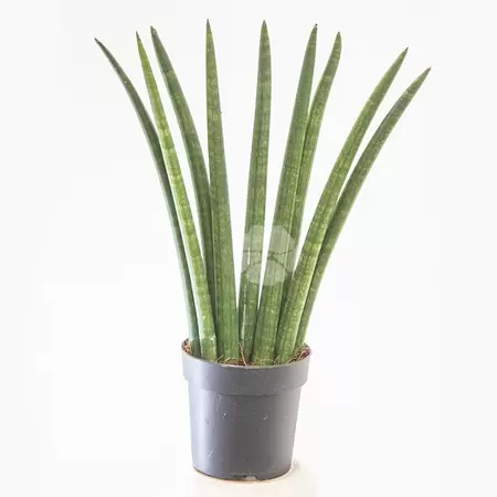 Sansevieria Cylindrica | Vrouwentong