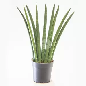 Sansevieria Cylindrica | Vrouwentong