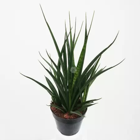Sansevieria Kirkii Friends | Vrouwentong