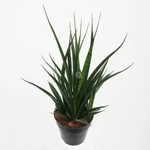 Sansevieria Kirkii Friends | Vrouwentong