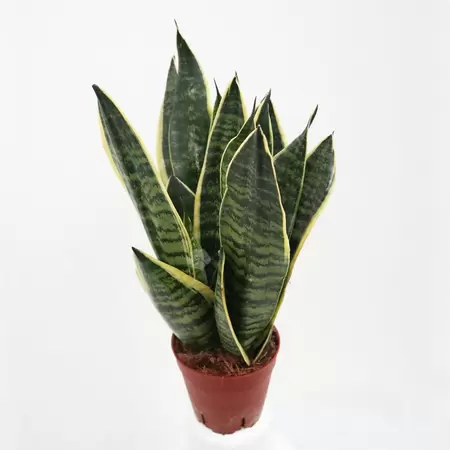 Sansevieria Trifasciata Futura Superbam | Vrouwentong Pot12cm H45cm