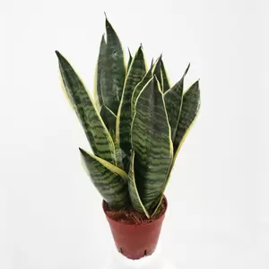 Sansevieria Trifasciata Futura Superbam | Vrouwentong Pot12cm H45cm