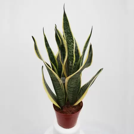 Sansevieria Trifasciata Futura 'Superba' | Vrouwentong