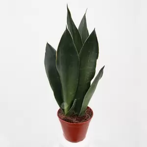 Sansevieria Trifasciata | Vrouwentong