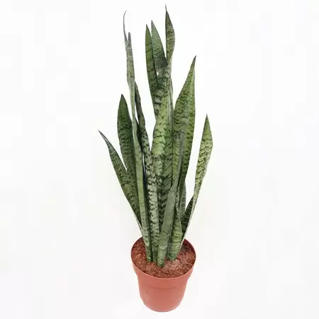 Sansevieria Zeylandica | Sanseveria