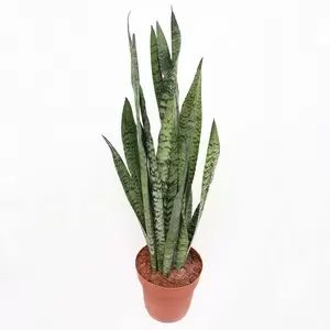 Sansevieria Zeylandica | Sanseveria