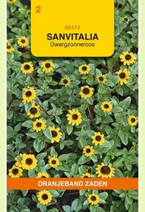 Sanvitalia, Dwergzonneroos geel Oranjeband - afbeelding 1