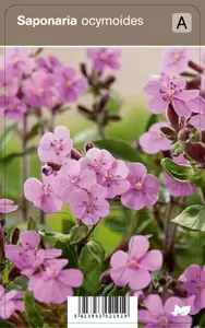 Saponaria ocymoides