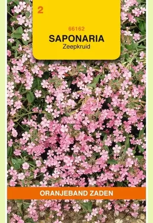 Saponaria, Zeepkruid, roze Oranjeband - afbeelding 1