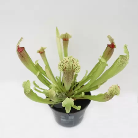 Sarracenia | Vleesetende Plant
