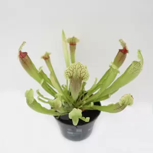 Sarracenia | Vleesetende Plant
