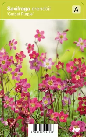 Saxifraga (A) Carpet Purple