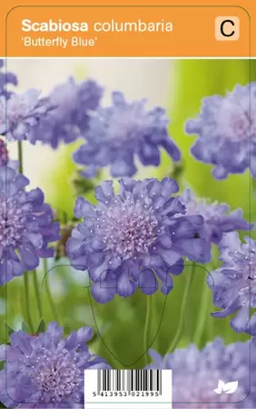 Scabiosa col. Butterfly Blue