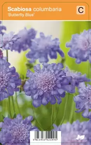 Scabiosa col. Butterfly Blue