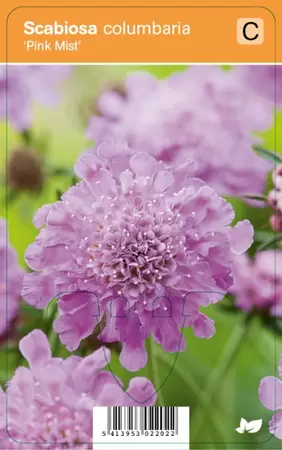 Scabiosa columbaria Pink Mist