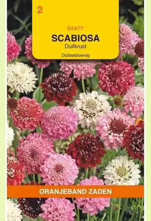 Scabiosa, Duifkruid dubbelbloemig Oranjeband - afbeelding 1