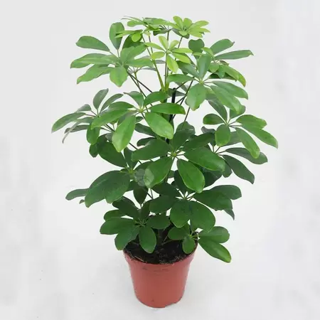 Schefflera Arboricola Nora Pot13cm H50cm