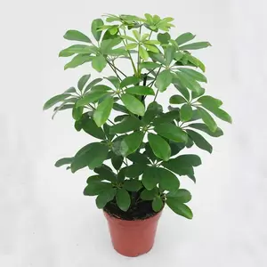 Schefflera Arboricola Nora Pot13cm H50cm