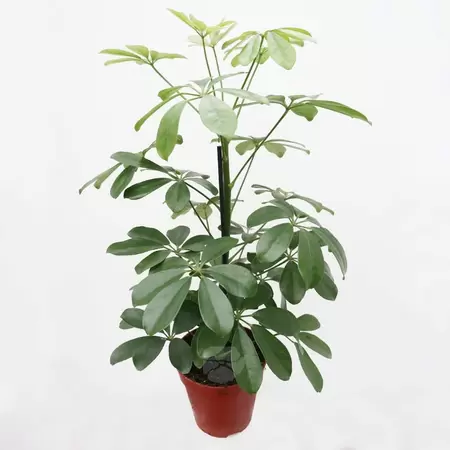 Schefflera Arboricola Nora | Vingerboom