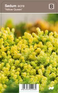 Sedum acre  Yellow Queen