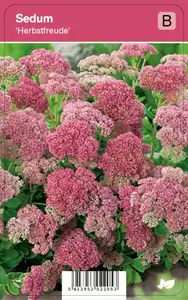 Sedum Herbstfreude p9