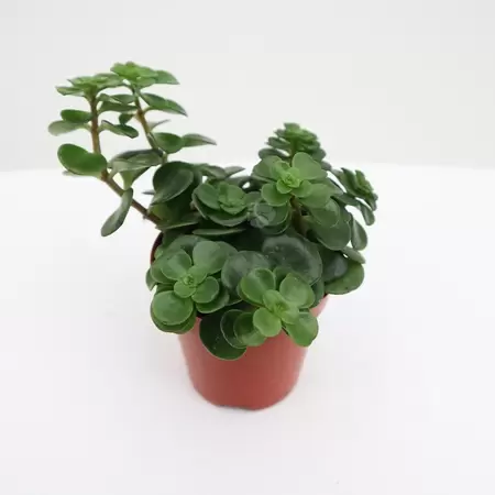 Sedum Makinoi Kosmosje | Tornado