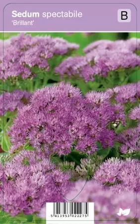 Sedum spectabile Brillant  p9