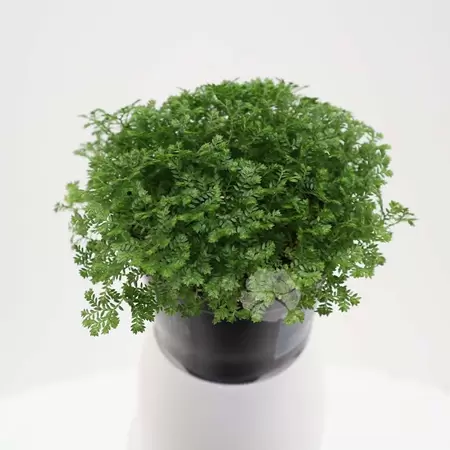 Selaginella Apoda | Mosplantje Pot5,5cm