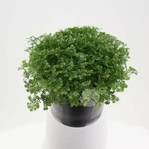 Selaginella Apoda | Mosplantje Pot5,5cm