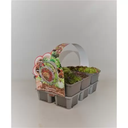 Sempervivum mix 6-pack - afbeelding 1