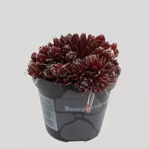 Sempervivum Mix | Huislook - afbeelding 2