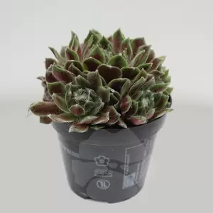 Sempervivum Mix | Huislook - afbeelding 3