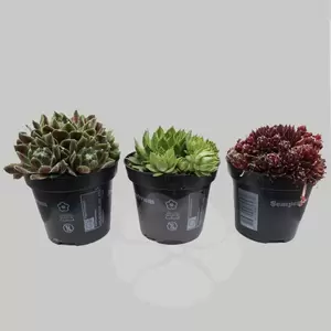 Sempervivum Mix | Huislook - afbeelding 1