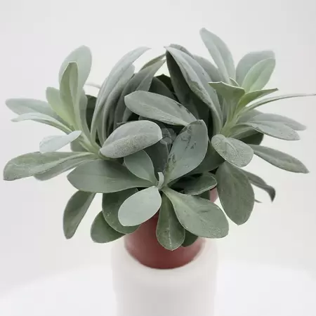 Senecio Cephalophorus Mountain Fire | Kruiskruid