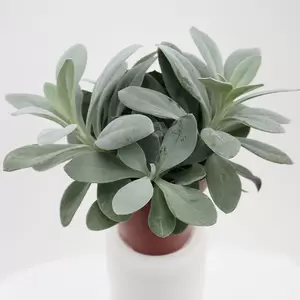 Senecio Cephalophorus Mountain Fire | Kruiskruid