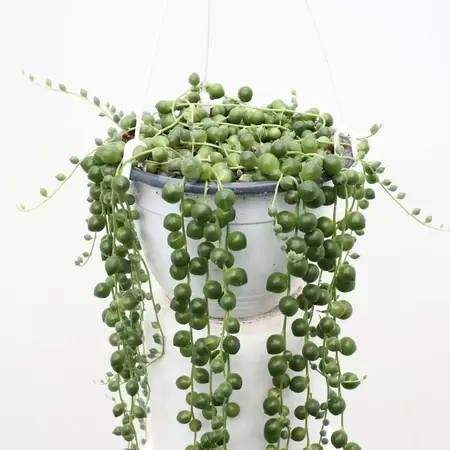 Senecio Rowleyanus | Erwtenplantje Hangpot Pot14cm - afbeelding 1