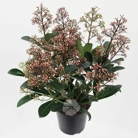 Skimmia jap. Rubella Pot13cm