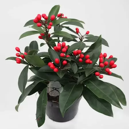 Skimmia Reevesiana