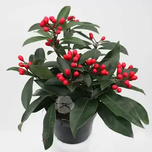 Skimmia Reevesiana