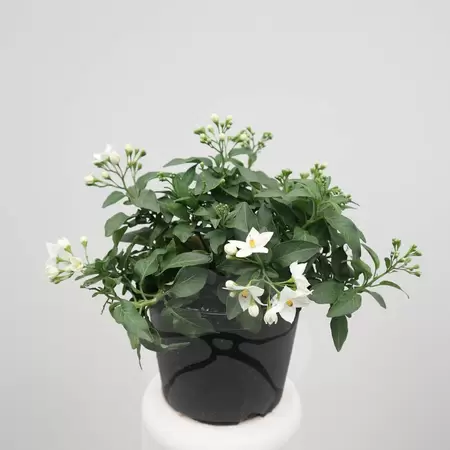 Solanum Jasminoides | Klimmende Nachtschade