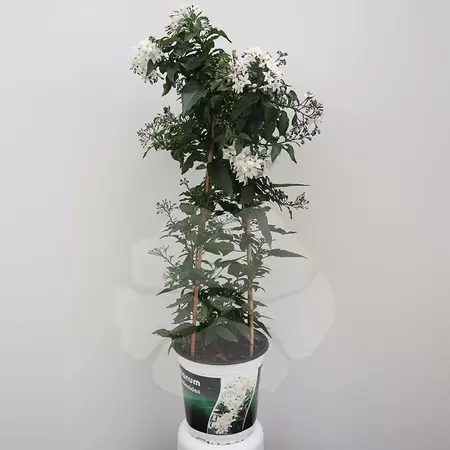 Solanum jasminoides P19 pyr | Klimmende Nachtschade