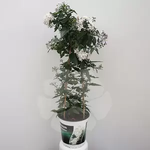 Solanum jasminoides P19 pyr | Klimmende Nachtschade