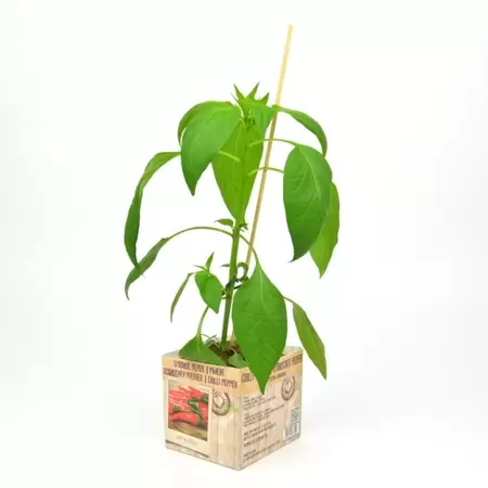 Spaanse Peper