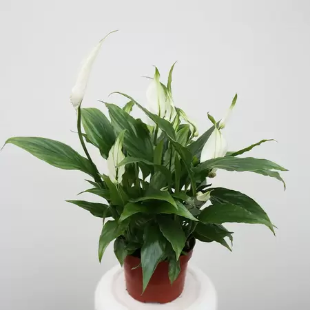 Spathiphyllum | Lepelplant Pot10,5cm H30cm - wit