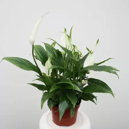 Spathiphyllum | Lepelplant - wit