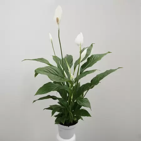 Spathiphyllum | Lepelplant