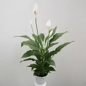 Spathiphyllum | Lepelplant