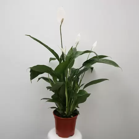Spathiphyllum | Lepelplant Pot13cm H40cm